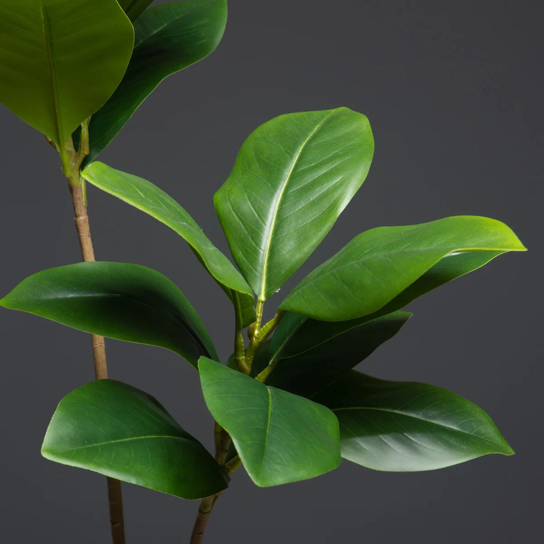 Verdant Indoor Plant