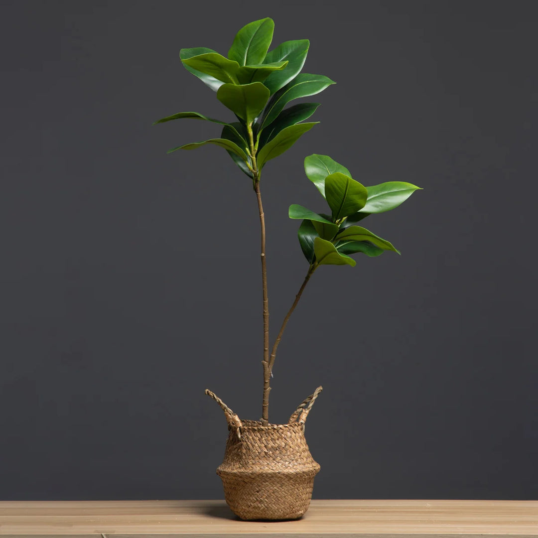 Verdant Indoor Plant