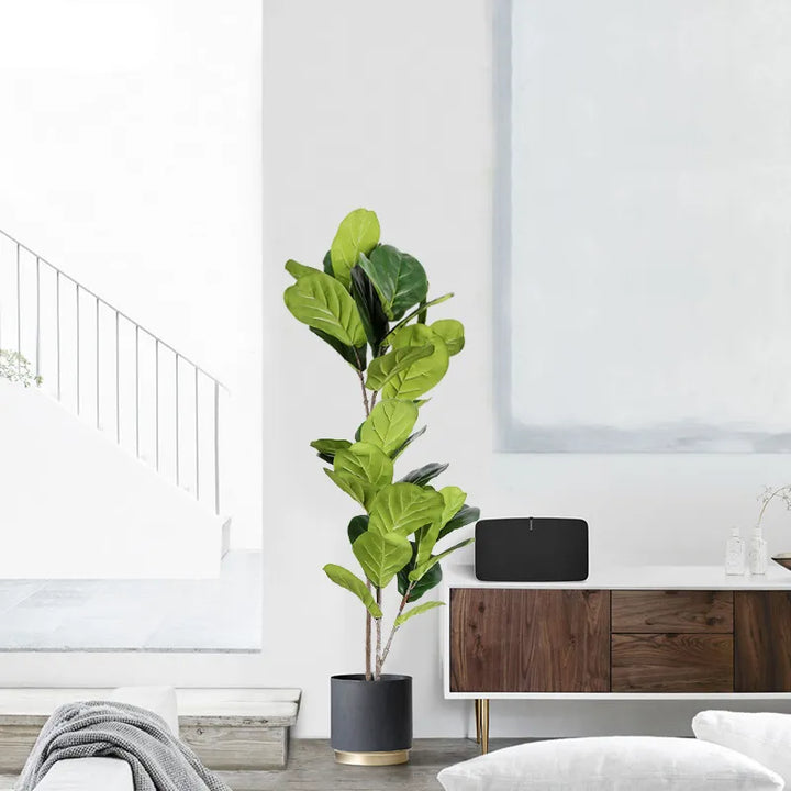 Lifelike Indoor Ficus